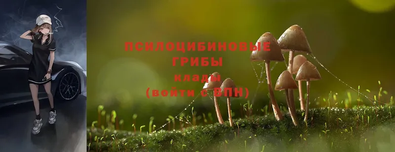 Псилоцибиновые грибы Psilocybe  как найти наркотики  Соликамск 